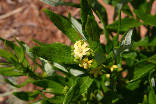 fadogia agrestis benefits